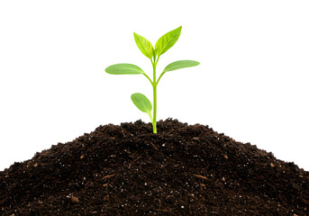 Green Seedling Growing from Soil on Transparent Background