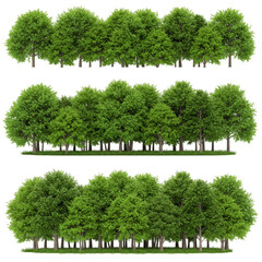 Green Trees Forest Nature Landscape Isolated Background Transparency