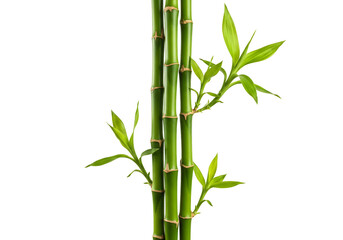 Isolated Green Bamboo Stems Plant Nature Background Transparent