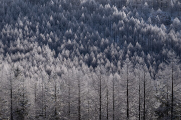 霧氷に包まれたカラマツ林（八ヶ岳・ビーナスライン） / Frost-covered Larch Forest and at Venus Line, Yatsugatake