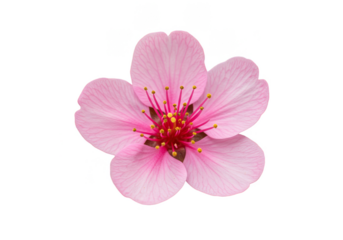 Isolated Pink Blossom Flower in Transparent Background Cutout Spring