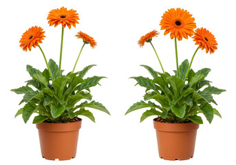 Isolated Orange Gerbera Flower Plant Pot Transparent Background Cutout