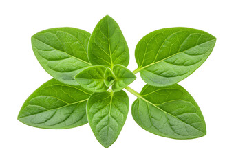 Isolated Oregano Herb Plant Green Leaf Aromatic Spice Transparent PNG