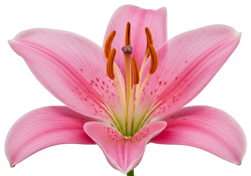 Isolated Pink Lily Flower with Transparent Background Illustration