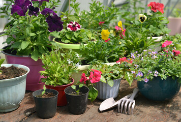 Garden still life with beautiful potted flowers of petunia, viola with tools in greenhouse. Spring...