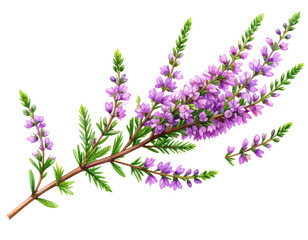 Obraz premium Watercolor Illustration of Heather Branch with Purple Flowers, isolated on transparent background PNG