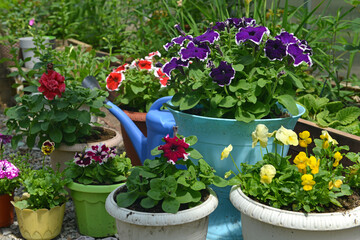 Garden still life with beautiful potted flowers of petunia and watering can in greenhouse. Spring...