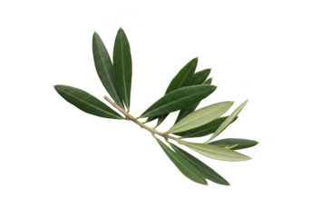 Olive Leaves Still Life Green Branch Transparent Background Isolated