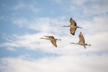 Migration of the Sandhill Cranes