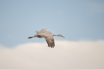 Migration of the Sandhill Cranes