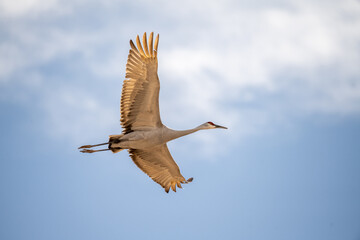 Obraz premium Migration of the Sandhill Cranes