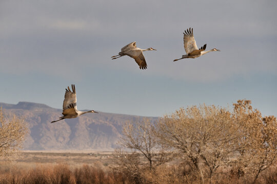 Migration of the Sandhill Cranes