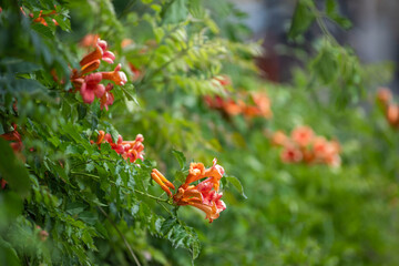 trumpet vine in bloom