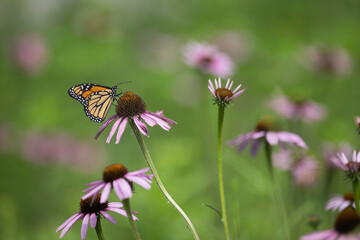 monarch butterfly on prairie coneflowers