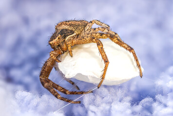 nursery spider protecting her egg sac