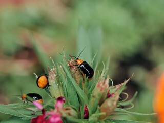 野菜や花を食べてしまう虫　クロウリハムシ