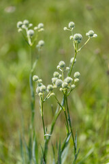 rattlesnake master flowrs