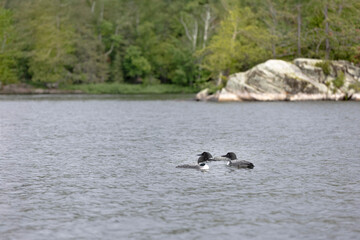 three loons in a northwoods landscape