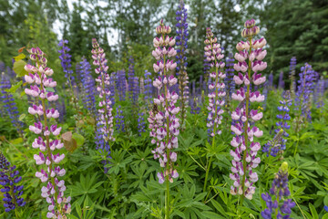 patch of wild lupine 
