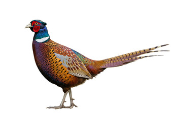 Isolated Ringneck Pheasant Bird with Colorful Feather and Long Tail