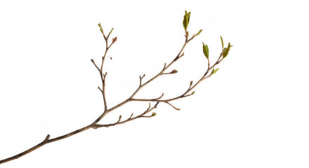 Isolated Spring Tree Branch Transparent Background Natural Design Element