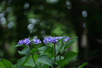 雨に濡れて咲く