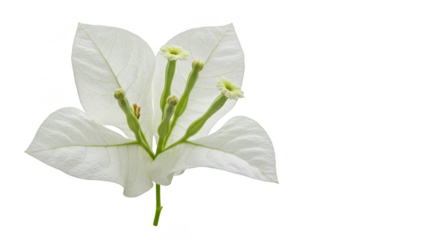 Isolated White Flower Blossom Transparent Background Floral Nature Bloom