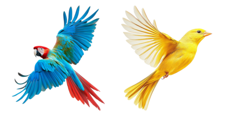 Colorful Parrots in Flight with Vibrant Feathers and Bright Colors, PNG bundle collection, Isolated on Transparent Background