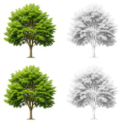 Obraz premium Isolated Transparent Green Tree on Isolated Background Illustration