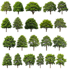 Isolated Tree Collection Lush Green Forest Foliage Transparent PNG