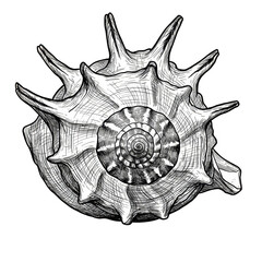 Fototapeta premium Seashell Isolated Detailed Animal Black and White