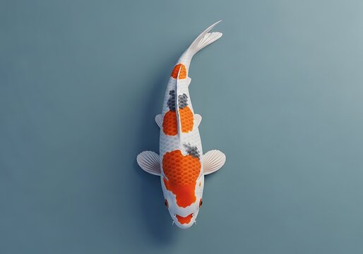 Single White, Orange, And Black Sanke Koi Fish Swims Straight Down In A Top-Down View Against A Minimalist Muted Blue-Green Background, Zen Garden, Japanese Culture, Aquatic Life