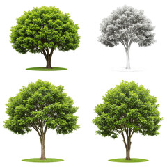 Obraz premium Isolated Trees Green Foliage Lush Summer Nature Transparent Background