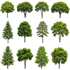 Isolated Trees Illustration Diverse Green Foliage Transparent Background