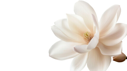 Fototapeta premium white magnolia flower on white background