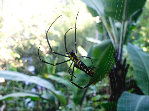 The large and terrifying wood spider is not a dangerous species. In Vietnam, this spider, nicknamed Nephila Pilipes, is even a delicacy.