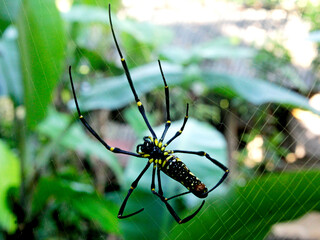 The large and terrifying wood spider is not a dangerous species. In Vietnam, this spider, nicknamed...
