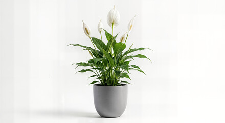 Elegant Indoor White Calla Lily (Zantedeschia aethiopica) in a Modern Grey Pot on White Background - Stylish Low-Maintenance Houseplant for Sophisticated Home and Office Decor, Classic Blooming Foliag