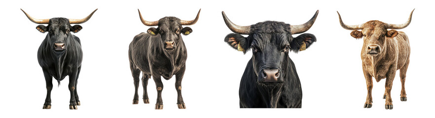 Naklejka premium Four Distinct Cattle Breeds Displaying Unique Features and Colors, Isolated on Transparent Background