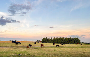 Herd of cattle at sunset