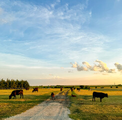 Herd of cattle at sunset