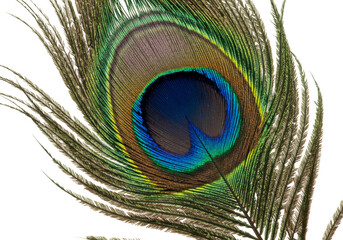 Obraz premium Peacock Feather Eye Close Up Iridescent Plumage Detailed and Isolated