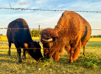 Bison at sunset