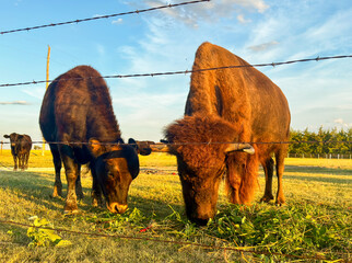 Bison at sunset