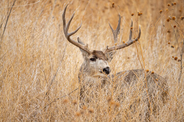 Buck in the Brush