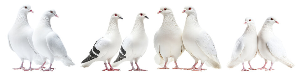 Group of White Doves Posing Together on a White Background