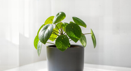 Modern Indoor Pilea Peperomioides (Chinese Money Plant) in a Stylish Grey Pot on White Background - Trendy Low-Maintenance Houseplant for Contemporary Home and Office Decor, Natural Decor Accent with 
