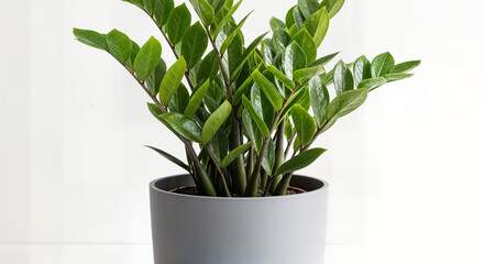 Elegant Indoor ZZ Plant (Zamioculcas zamiifolia) in a Modern Grey Pot on White Background - Trendy Low-Maintenance Houseplant for Stylish Home and Office Decor, Natural Air Purifier for Bright Urban S