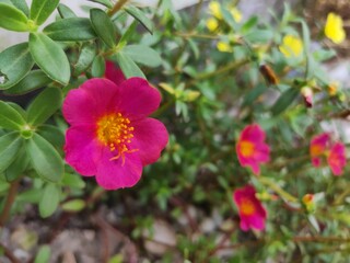 Fototapeta premium Portulaca grandiflora known as rose moss. Red and Yellow Moss Ross flower isolated in home garden. Perfect For Flowers Background