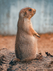 ホーチミンのサイゴン動植物園